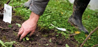 ALISIER, Jardinier et Paysagiste dans la Somme